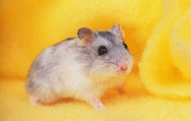 仓鼠发出牙齿哒哒的声音是怎么回事?_主人_情况_受伤