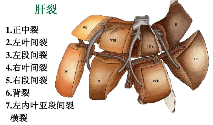 glisson鞘图片