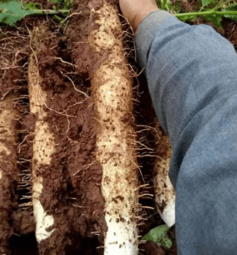 这种长在地下的蔬菜,很多人都吃过,殊不知还有药用价值,很珍贵_山药