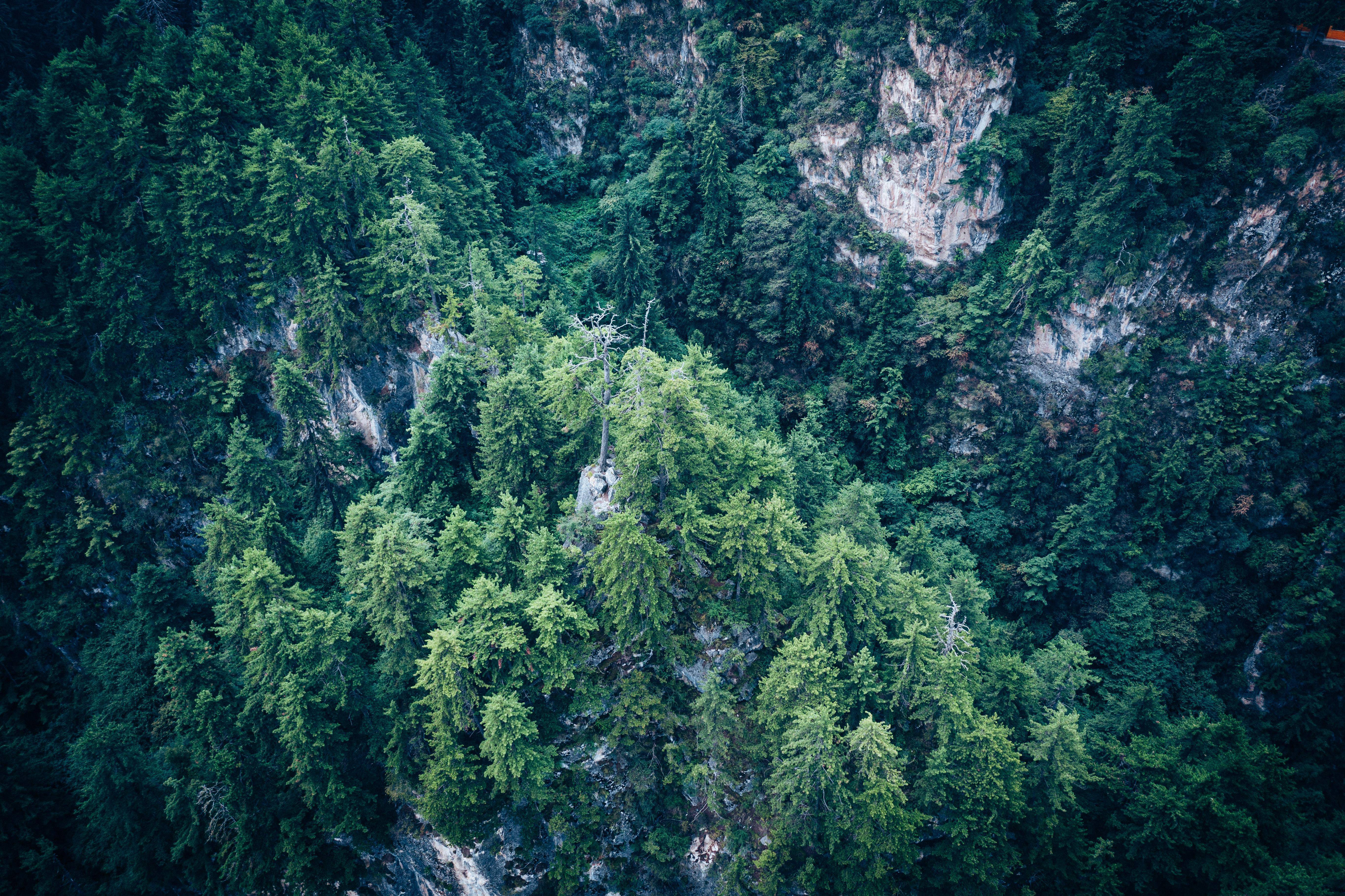 贵清山:山体骨骼奇清,山巅气势磅礴,从峡谷往地面上长_山顶_山风_低头