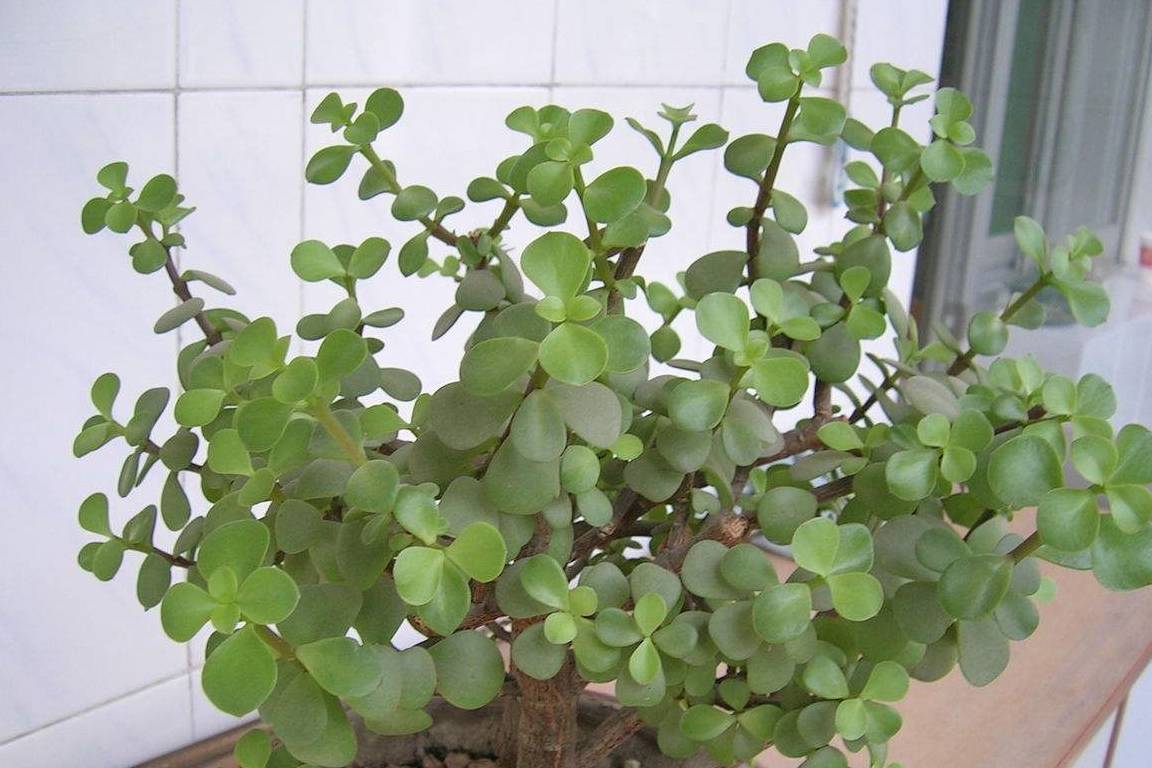 金枝玉叶怎么造型?常见的3种造型模式了解下!_修剪_悬崖_时候