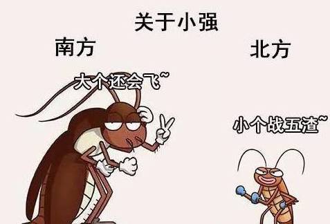 南北差异到底有多大?南方米饭用碗盛,北方米饭用盆?_蟑螂_女孩子_方言