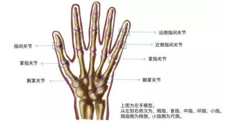 解剖学的手テンプレート靭帯の解剖学的手テンプレート三脚の教育を