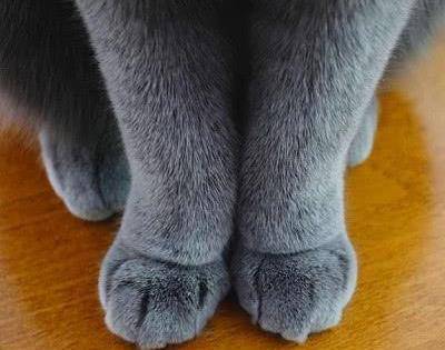 猫爪选美大比拼,众多猫爪子中,最后一张图最优雅!_猫咪_山竹_魅力