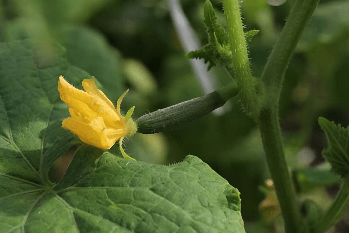 怎样预防黄瓜"花打顶"_植株_雌花_养分