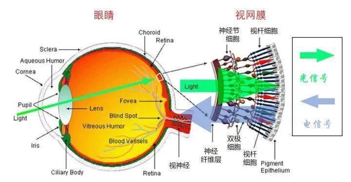 眼睛盲点图片