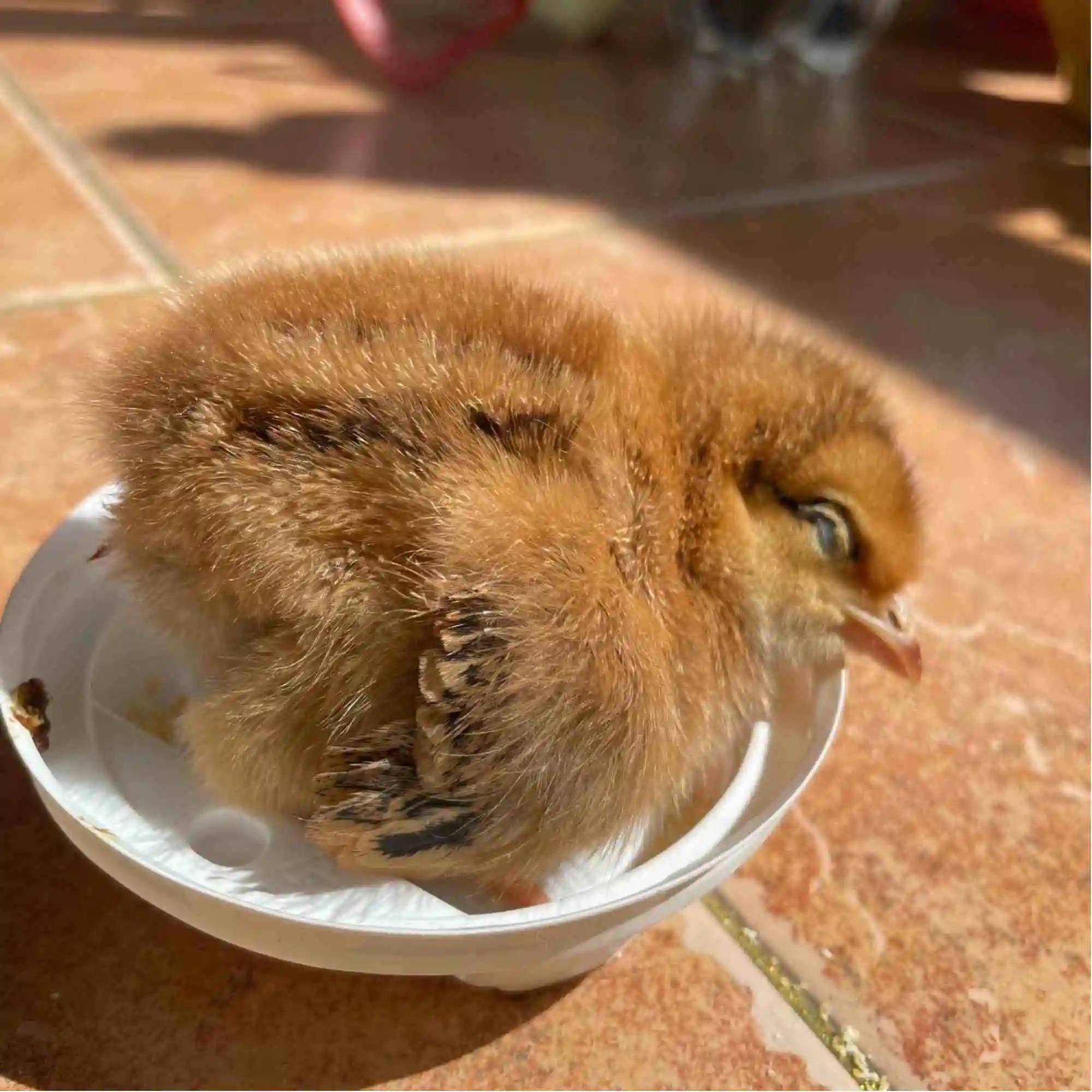 鸡打蔫闭眼精神不振怎么回事禽医仁青讲