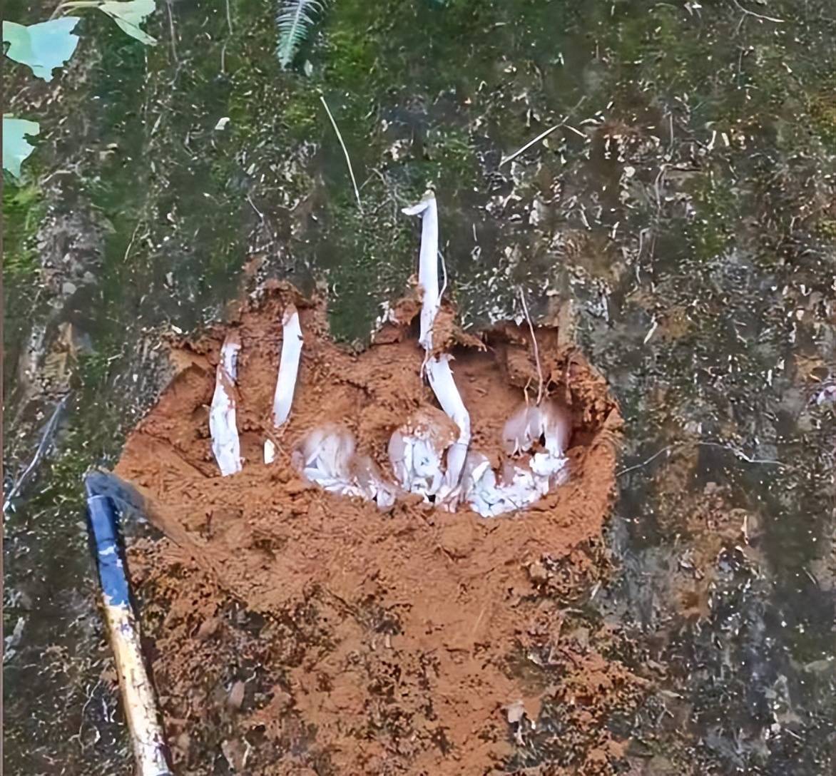 女子发现1颗小鸡枞菌深挖后是一大波