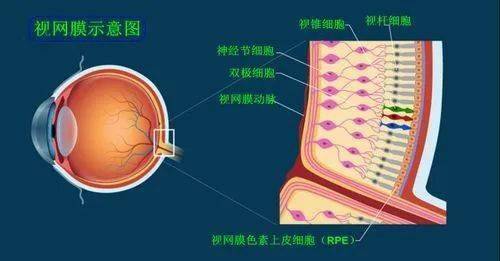 眼睛盲点图片