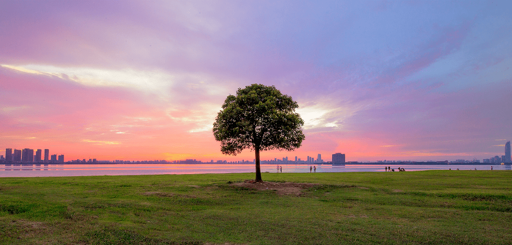 独墅湖一棵树一句话推荐:都说这是苏州最孤独的一棵树,偌大的湖泊