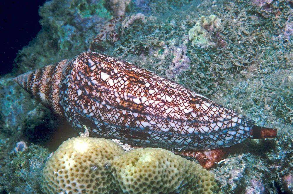 寻宝深圳市海之洋贝壳博物馆 │ 初识海之荣光芋螺_螺旋_学名_海区