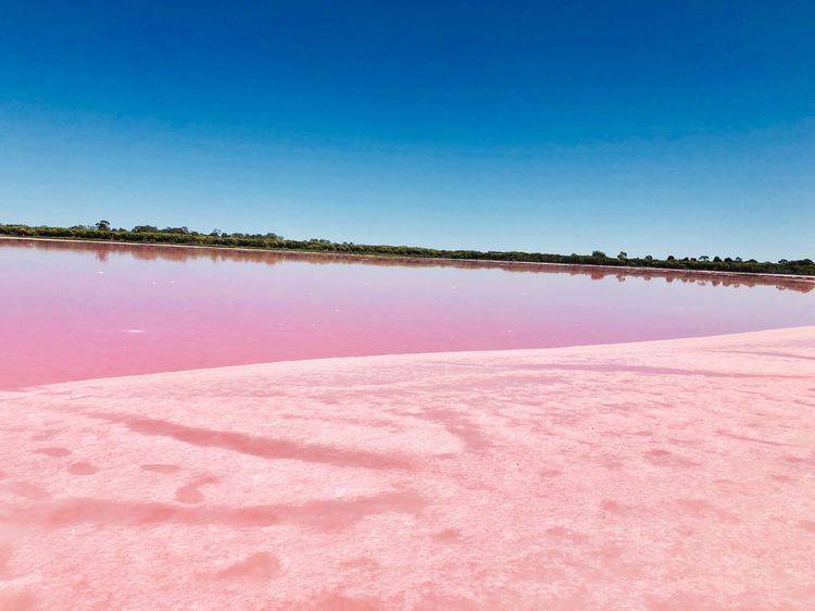 粉色盐湖-锡瓦什湖_湖水_藻类_繁殖