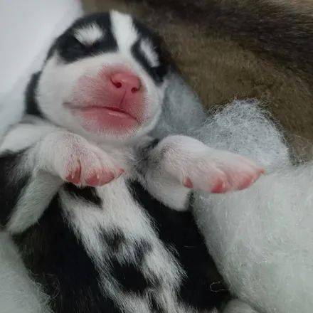 女子晒出一窝刚出生的哈士奇,结果网友看后全惊了,简直萌到爆炸!