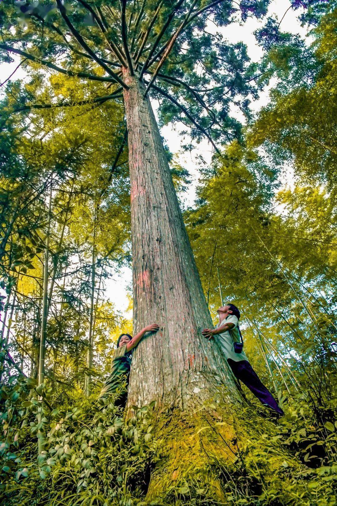 多少水杉是它的后代楠木村古树台湾杉根部形如佛掌利川小河水杉林深秋