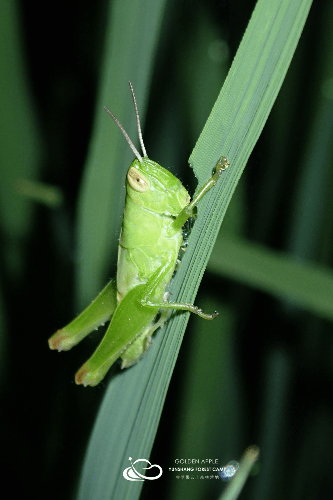 insect蝗蟲那這到底是什麼呢?原來這是沫蟬.