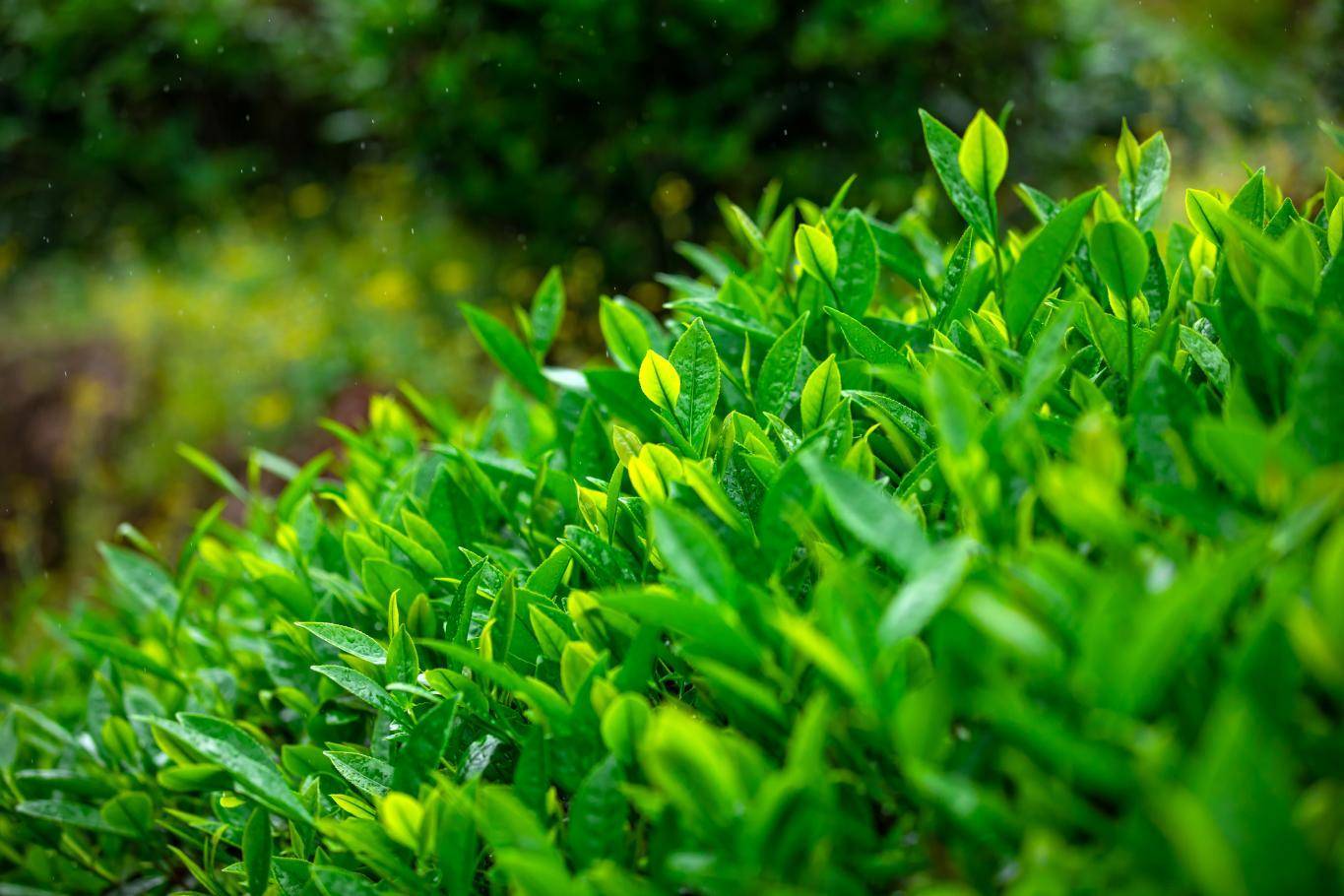 兴久岩茶1000多亩的武夷山大红袍高山茶园_茶叶_物质_海拔