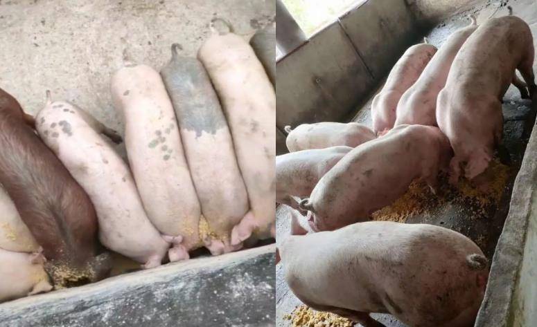 为什么要经过微生物发酵豆渣喂猪?