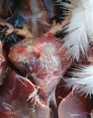 头颈部皮下出血充血,胸腺肿胀, 胸腺连接的血管感染到心窝处,心冠脂肪