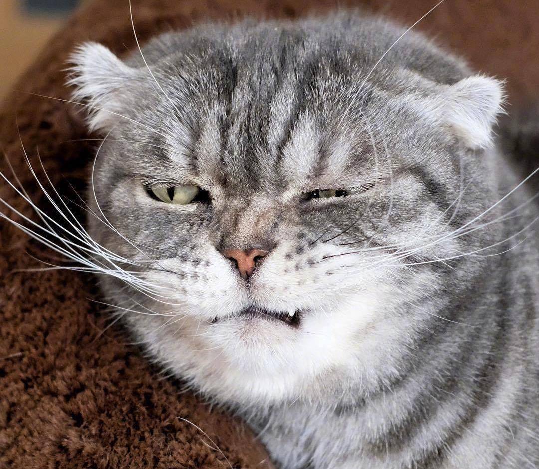 网友家的猫卖萌耍酷十分在行,竟然还撞脸男明星,果然是表情包!