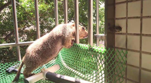 殺雞儆猴,女子家裡養了一隻小猴子,小猴子經常會做出欺負小女孩的事情