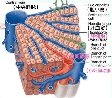 肝脏的组织结构图图片