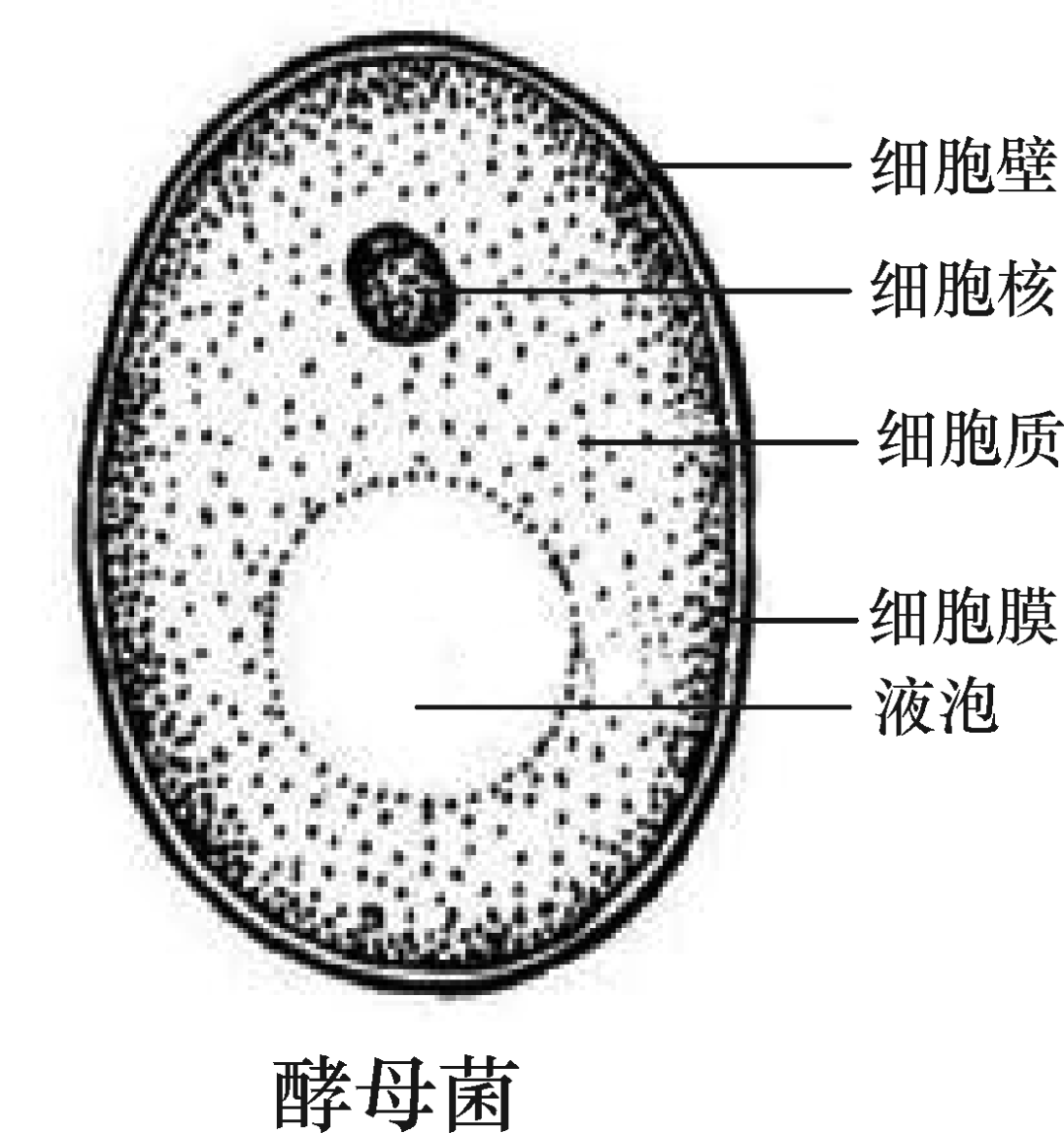 细菌结构质粒图片