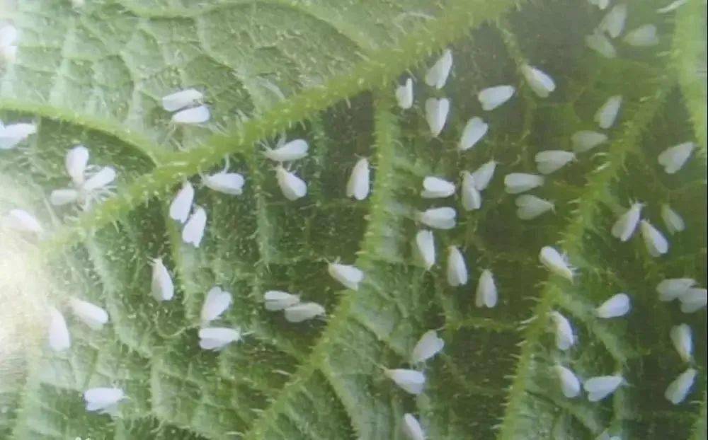 淮南街头冒出许多"小白虫",啥情况?_害虫_白色_飞虫