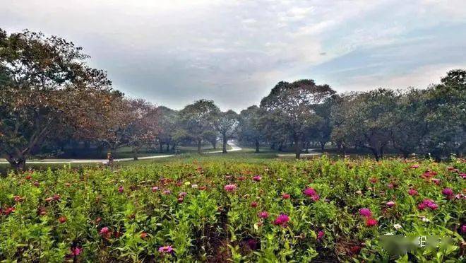 美丽乡村|沭阳县新河镇双荡村_古栗林_盆景_山荡