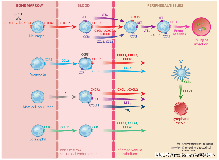 靶標解讀丨趨化因子超家族及其受體_炎症_穩態_組織