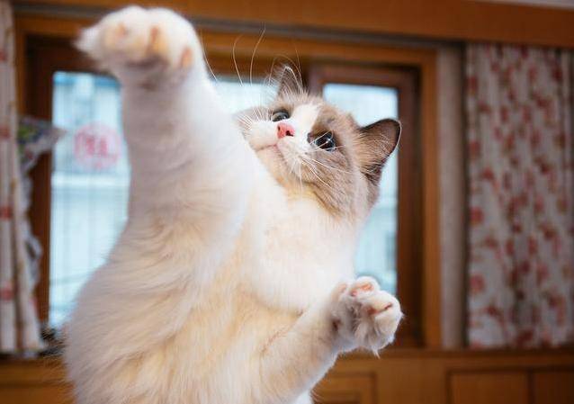 养布偶猫有什么好处?7大好处,让你从此爱上它_主人_猫咪_叫声