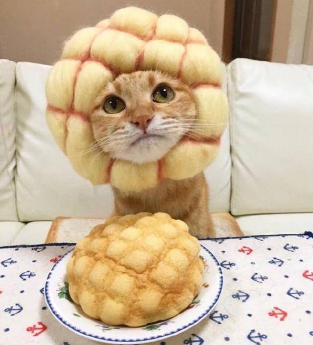 面包_主人_黄猫