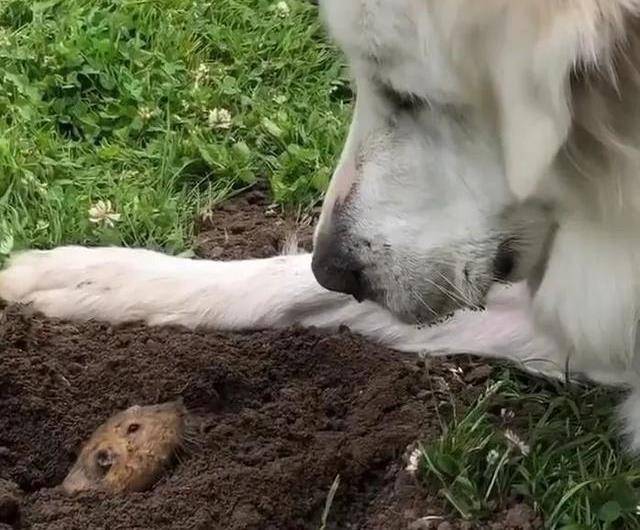 一地鼠准备钻出地洞,却发现洞口有只大金毛守着,地鼠敢不敢动?