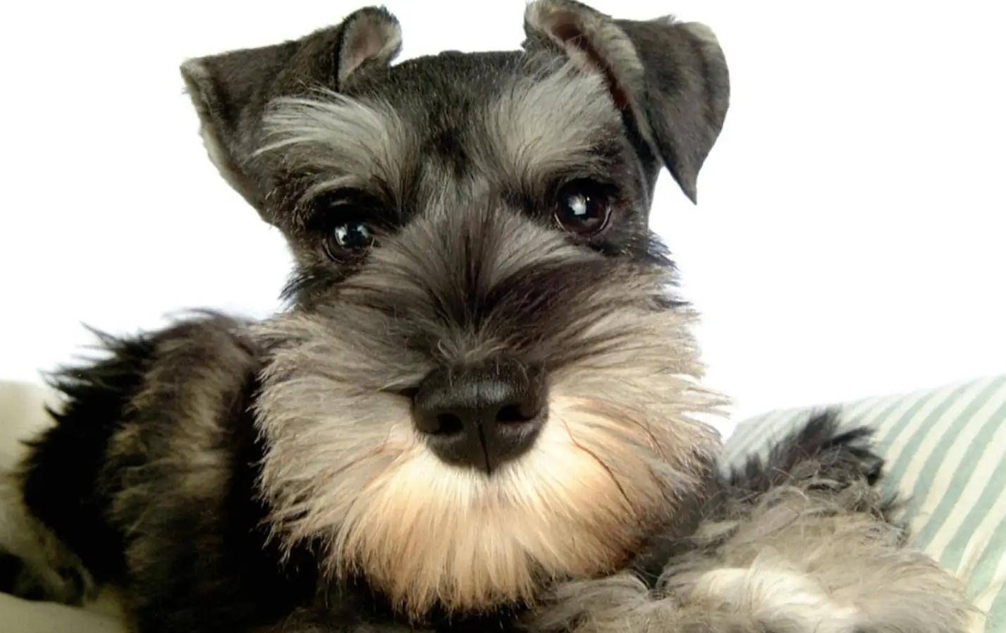 是否纯正,一只纯种血脉的名贵狗狗价格往往能比普通狗狗高上十几倍