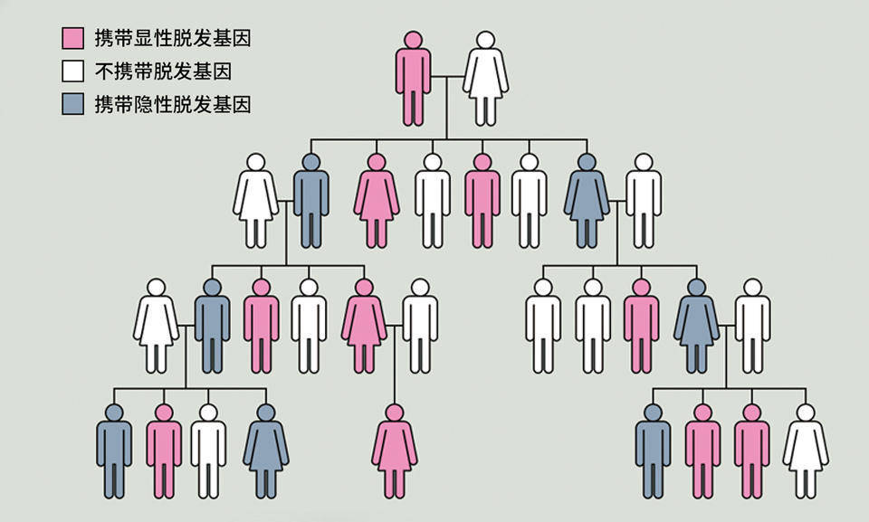 秃顶基因的遗传图解图片