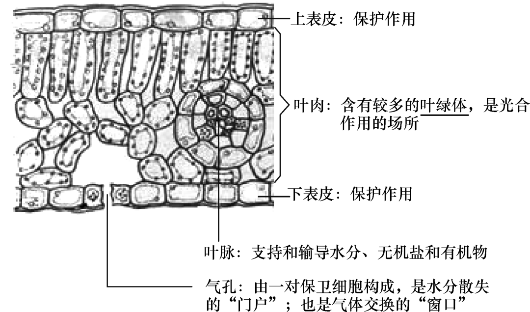 玉米叶片结构图图片