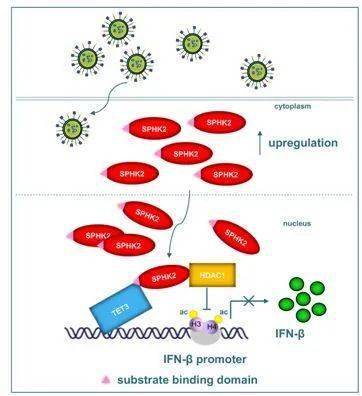 plos pathog|吳建國團隊在流感病毒調控干擾素機制研究方面取得新進展