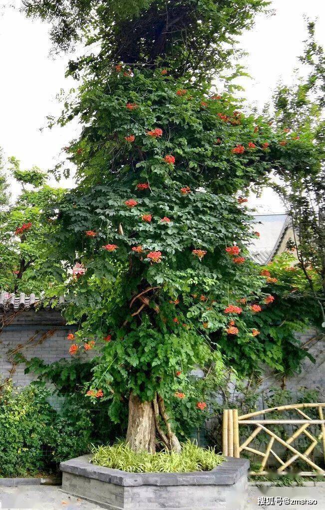 凌霄花凌霄_颜色_紫葳_气生根