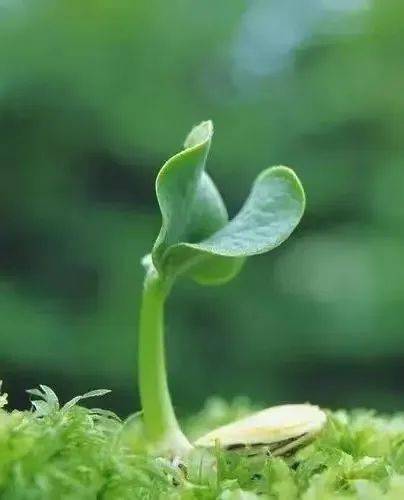 第4355期 光影流年 | 陈刚:一粒种子的梦_棠梨花_梦想_人生