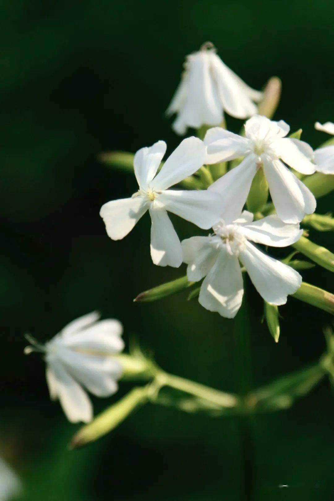 石碱花娇容_搜索_苏长荣_摄影
