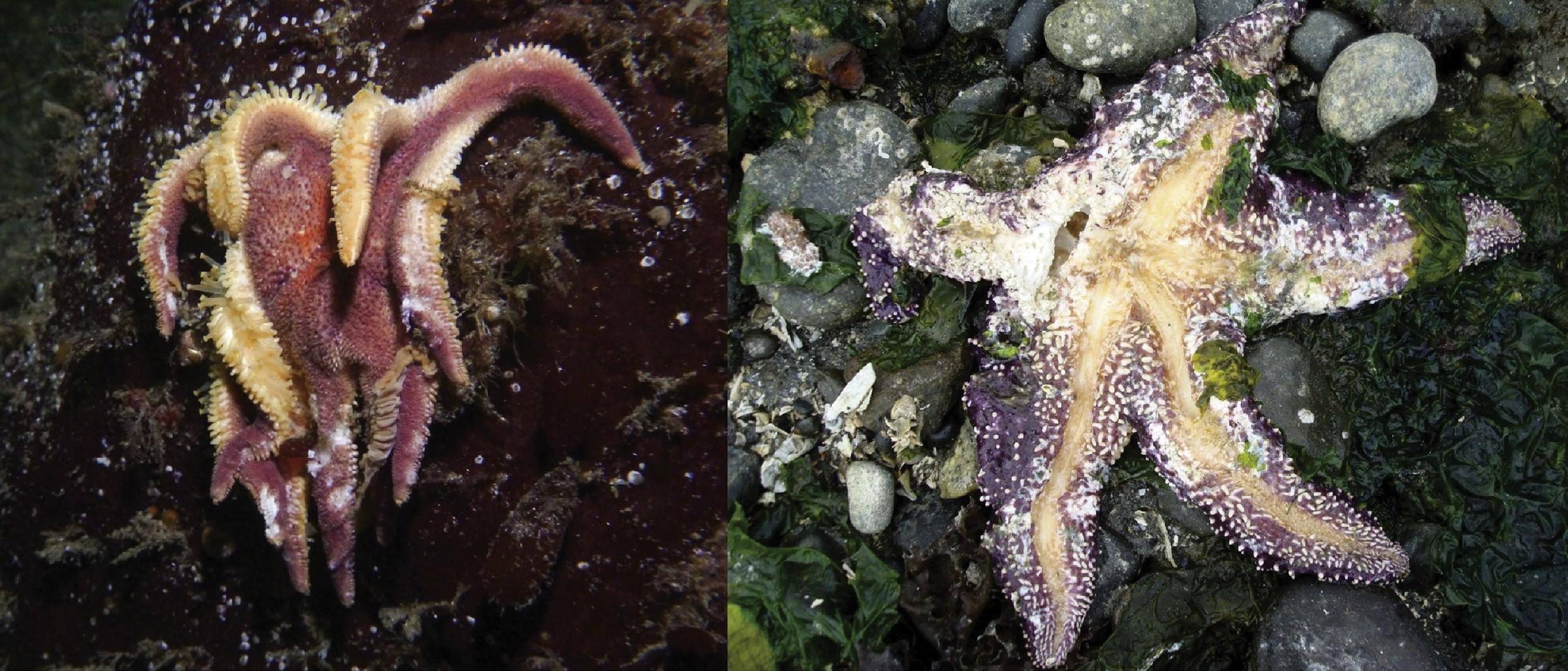 我们这代人将来可能会亲历人类文明终结_气候_珊瑚礁_影响