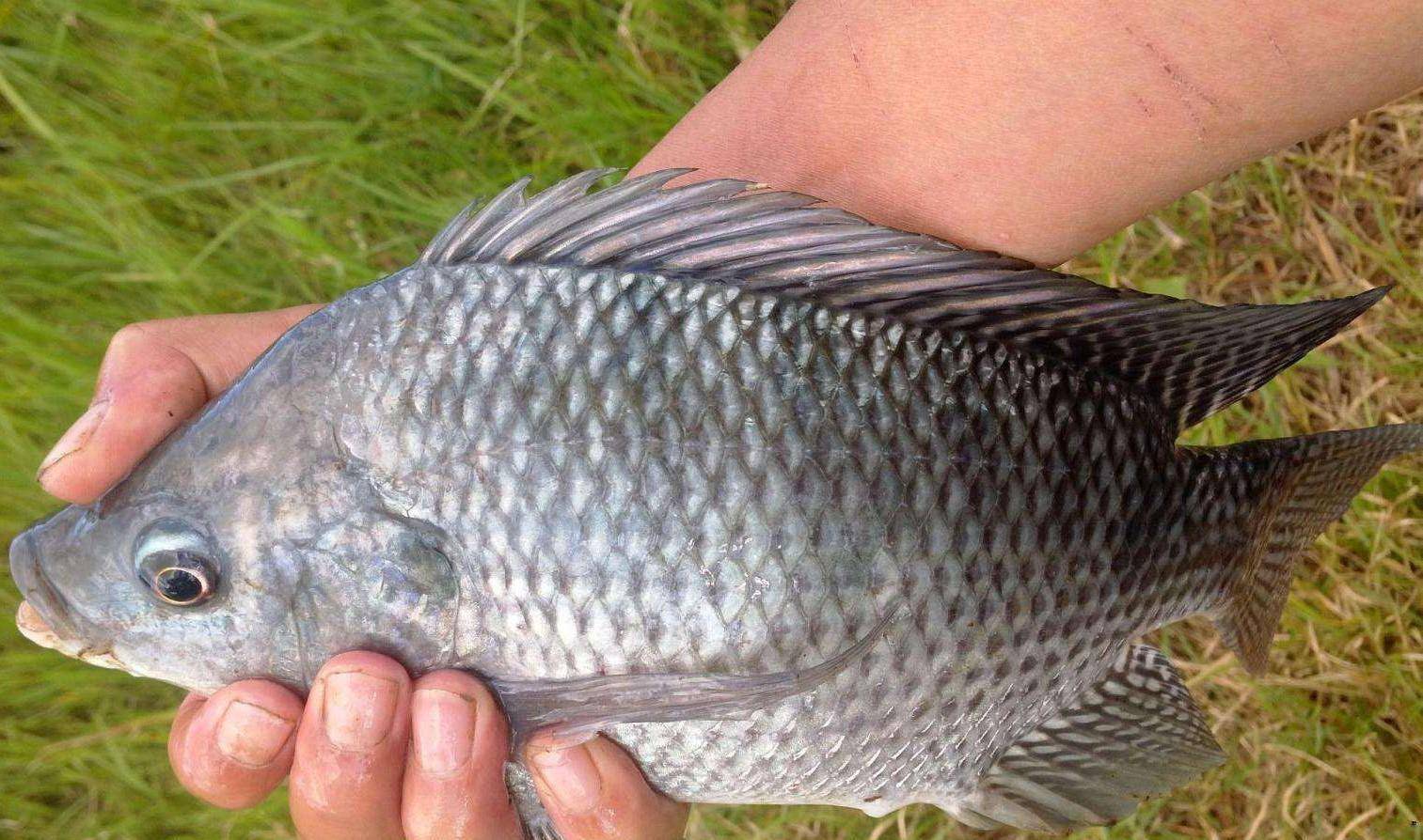 中秋釣羅非魚,掌握4個技巧,釣到的羅非魚又大又多_水溫_水層_最好的