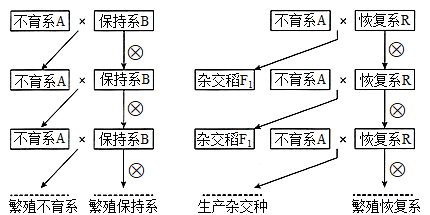 三系法杂交过程经过以上的图文讲解,想必大家对杂交水稻有了更清晰的