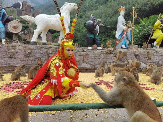 别样的"中秋家宴"——济源五龙口景区给猴子过中秋_猕猴_西游记_游客