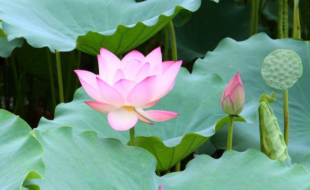 中国十大名花排行榜,哪个是你的最爱!_植物_世界_象征