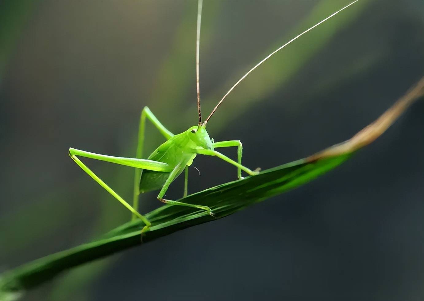 【诗词鉴赏】会唱歌的纺织娘,古代诗人的笔下的络纬,惹人愁思,相思不