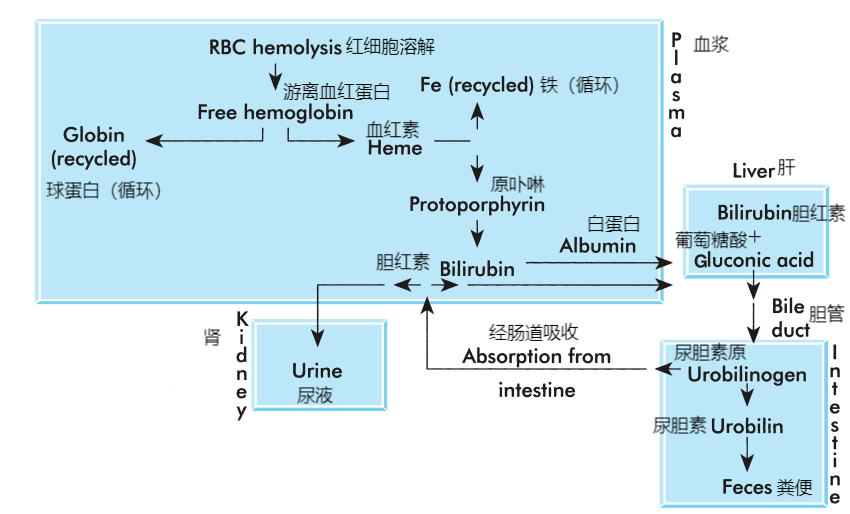 胆红素代谢过程图解图片