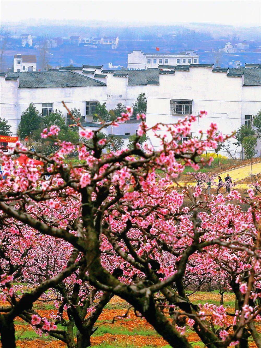 九口堰村 )圖源丨 小土豆 (淮河龍泉 村 )攝影丨陳光國(廣水桃源村)