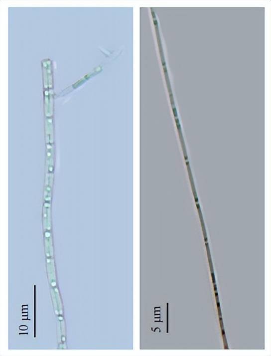 水悟堂 | 揭开水源地常见藻类的真面目——蓝藻门_上海_饮用水_图片