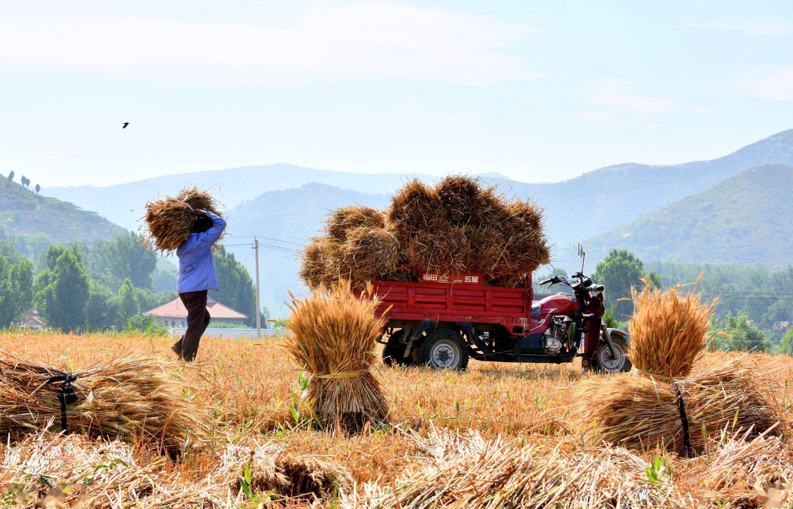 乡土散文:麦子熟了_麦穗_庄稼_田野