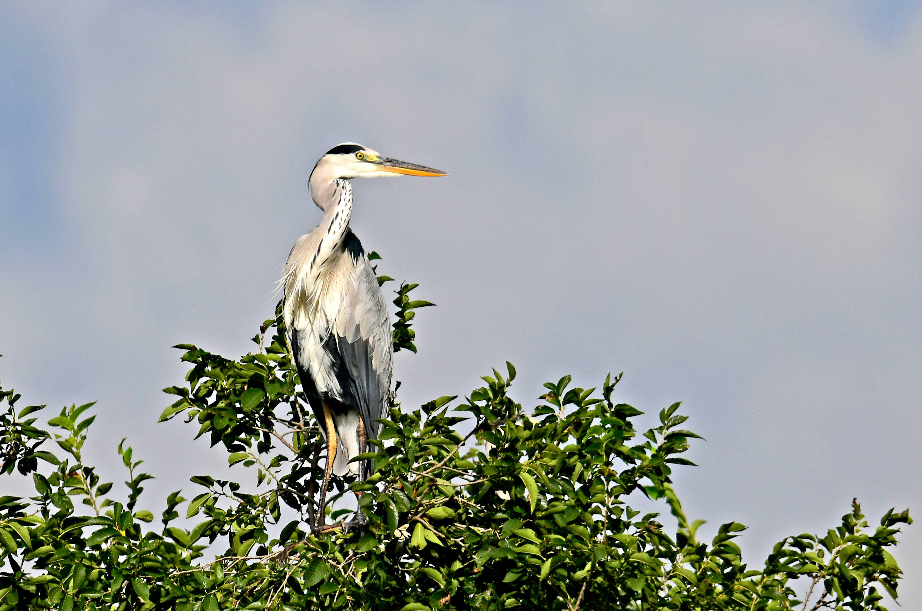 蓝天之下矗立高枝——苍鹭